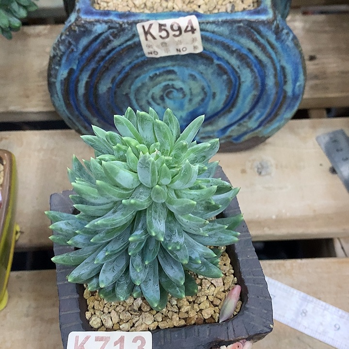 炫彩星缀化 一物一拍 9.15号左右发