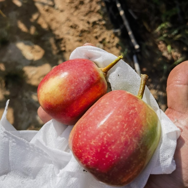 台湾热带苹果  早生品种，营养杯苗，庭院种植 盆栽