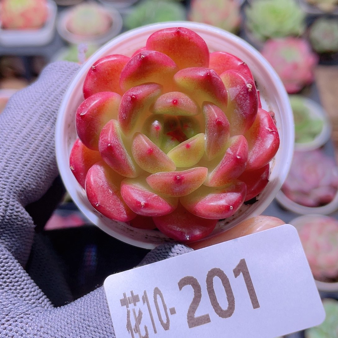 花利美10-201灵翠