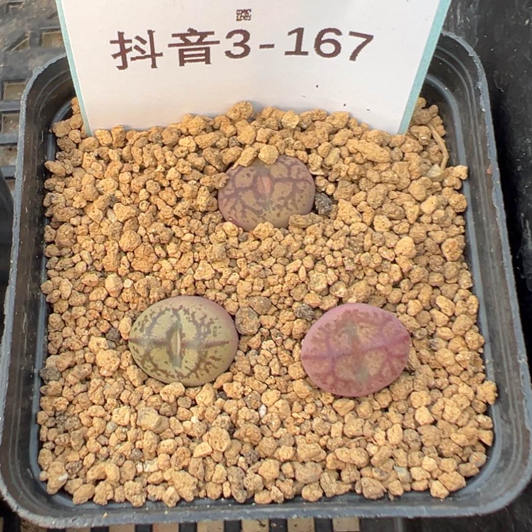 3-167吕杂多肉植物，