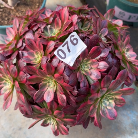 076安娜25厘米左右