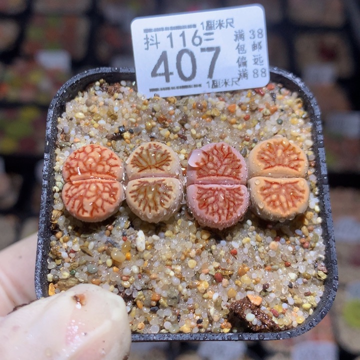 精品生石花116.407