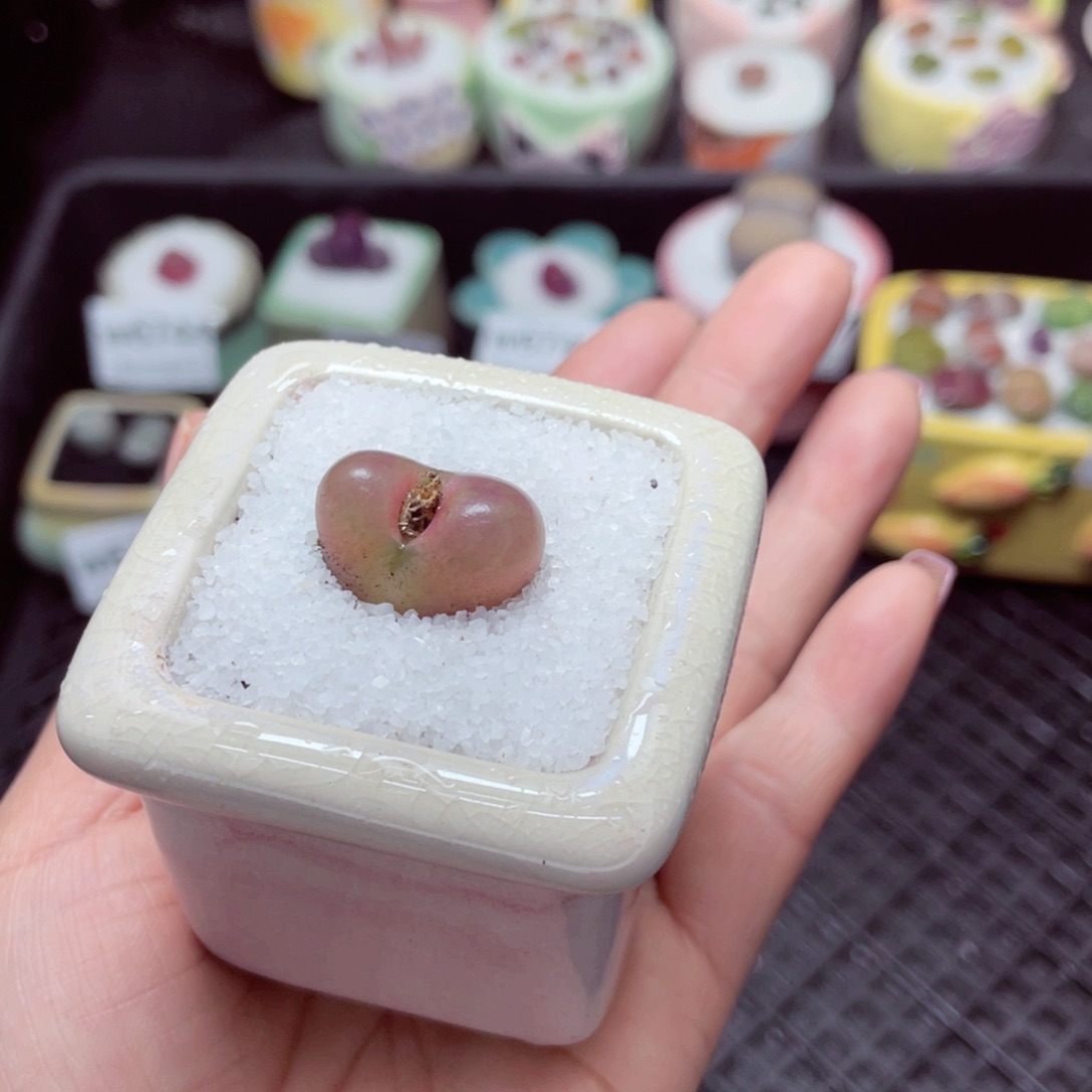 w6752 -零下地区拍保温箱-15支持寄养