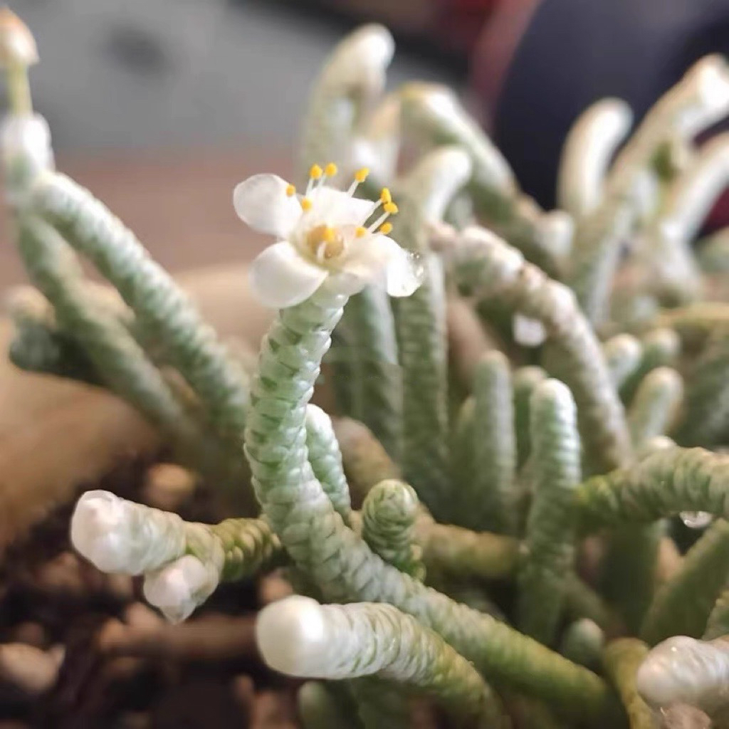 银蚕多肉植物妖精之舞绿植盆栽