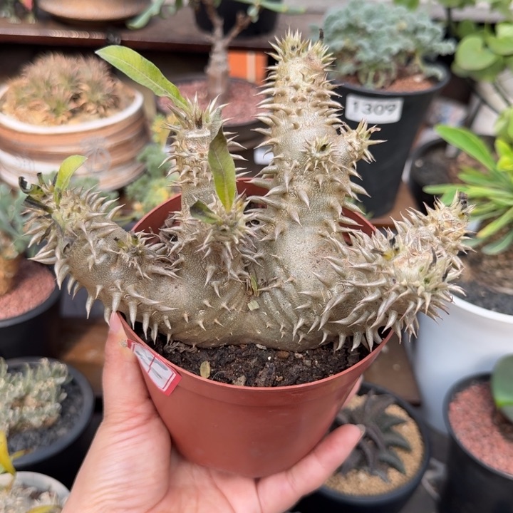 慧比大黑（满28包邮）