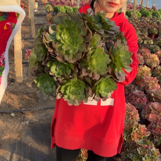 大万黑一颗包邮福利