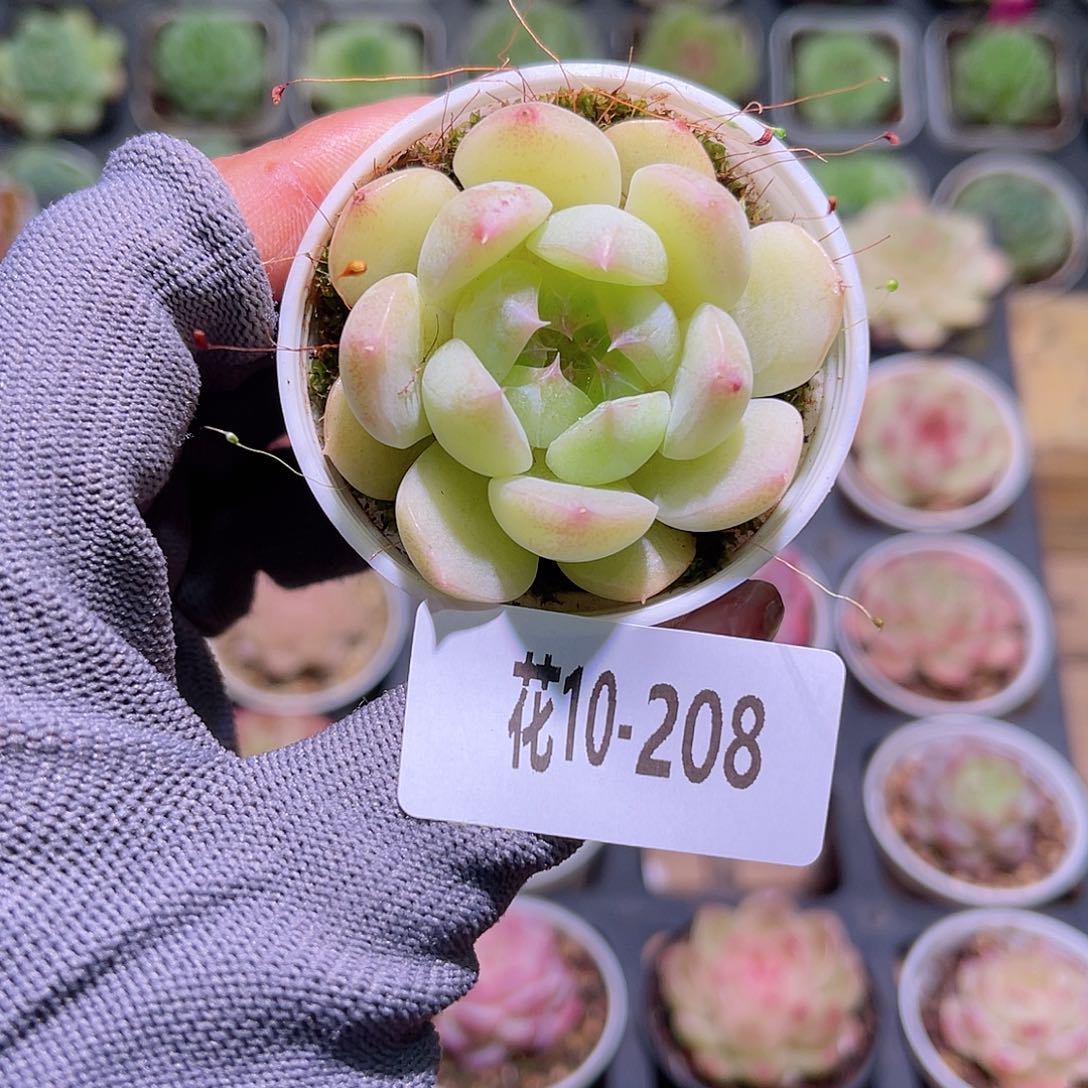 花10-208新品单头