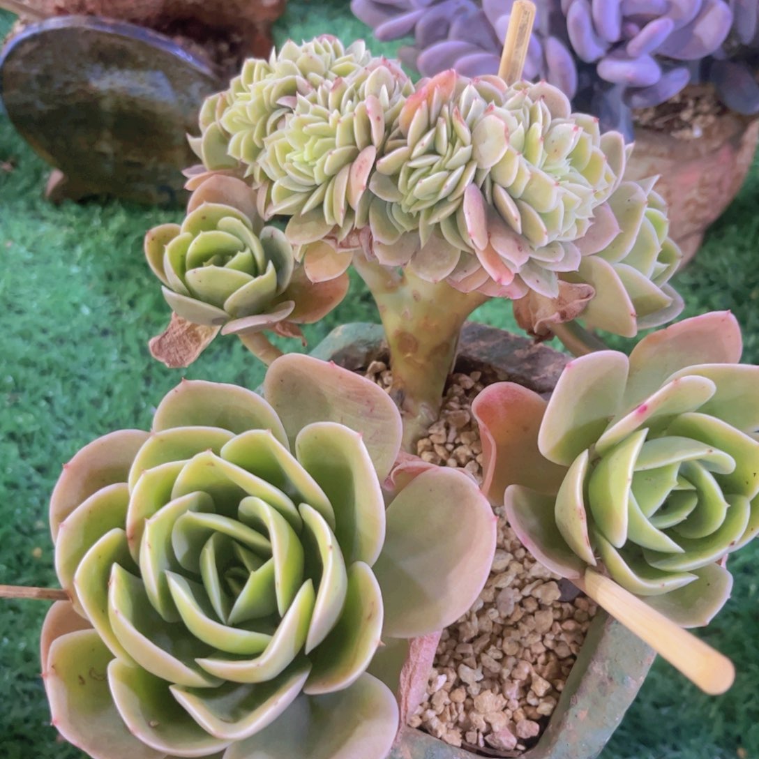 星纳塔缀02189多肉植物