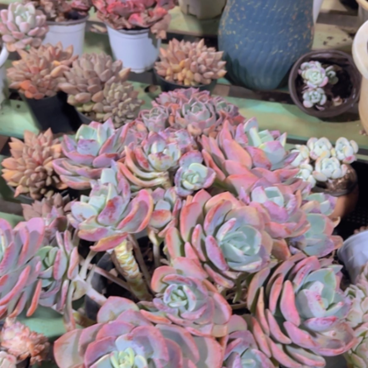 【闪购商品】白月光22342