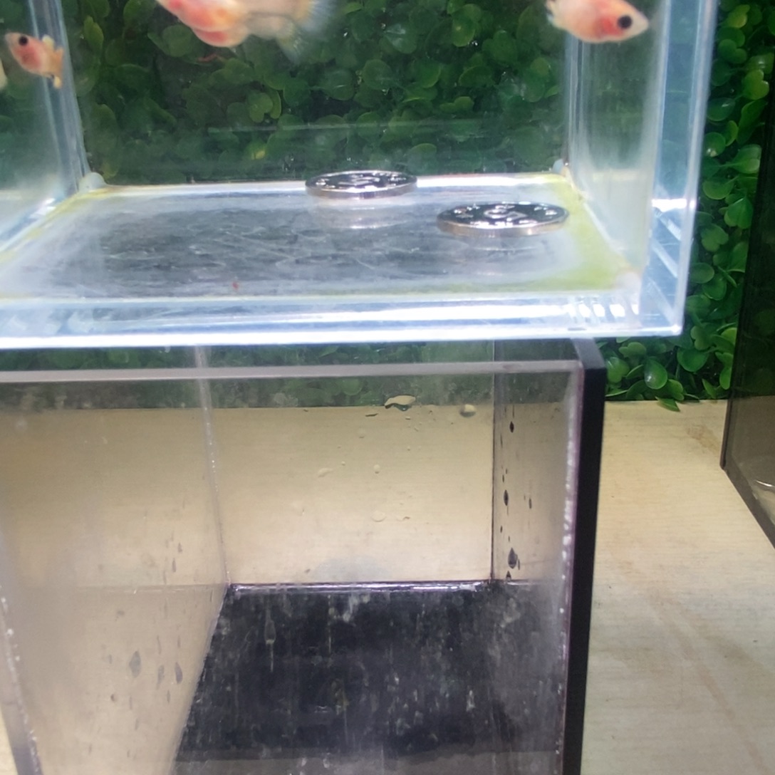 孔雀鱼黄金玻璃猫两对，颜色偏白