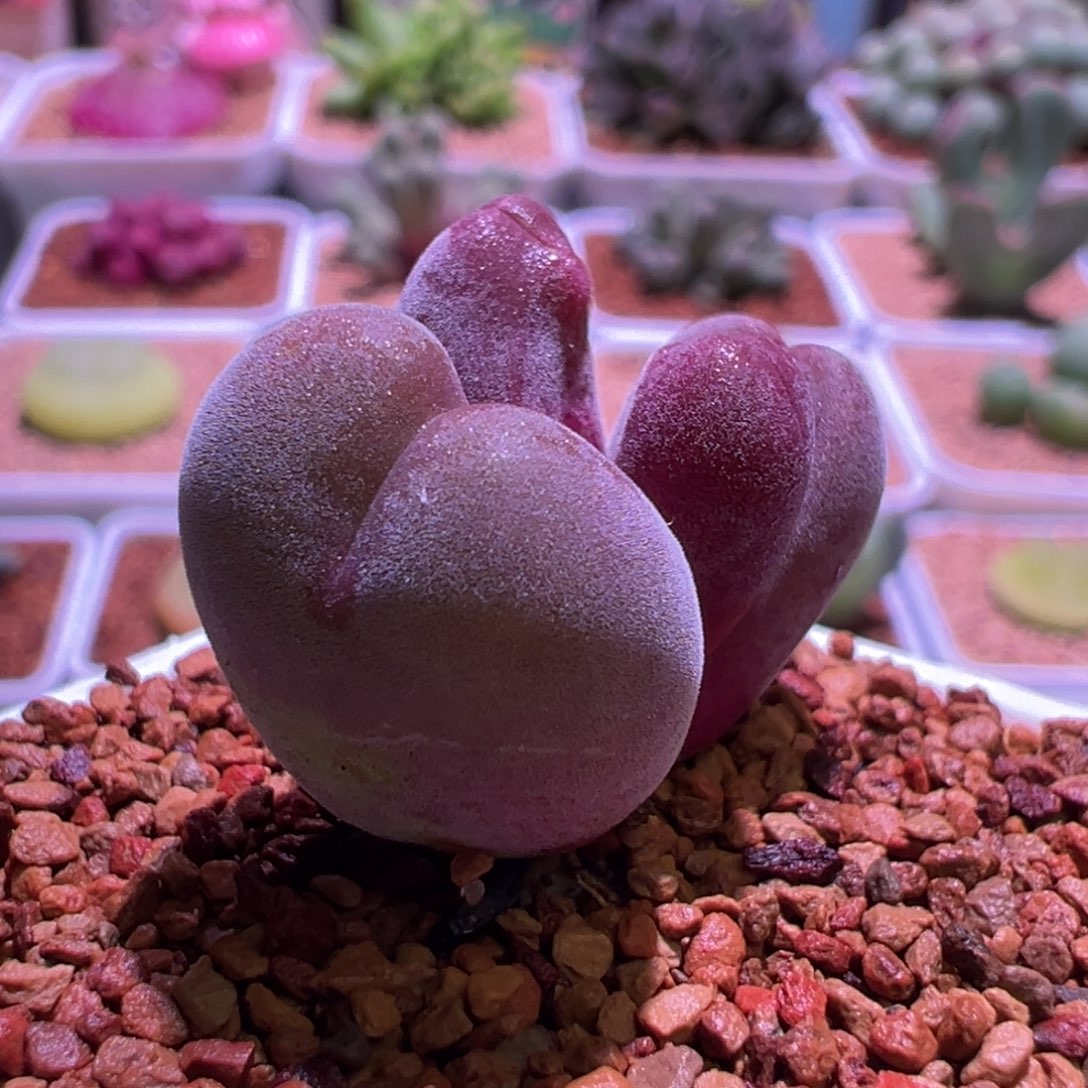 1516，宝辉杂，肉锥植物