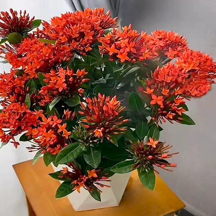 【带花苞】龙船花绣球花绿植花苗四季开花盆栽庭院阳台植物花卉