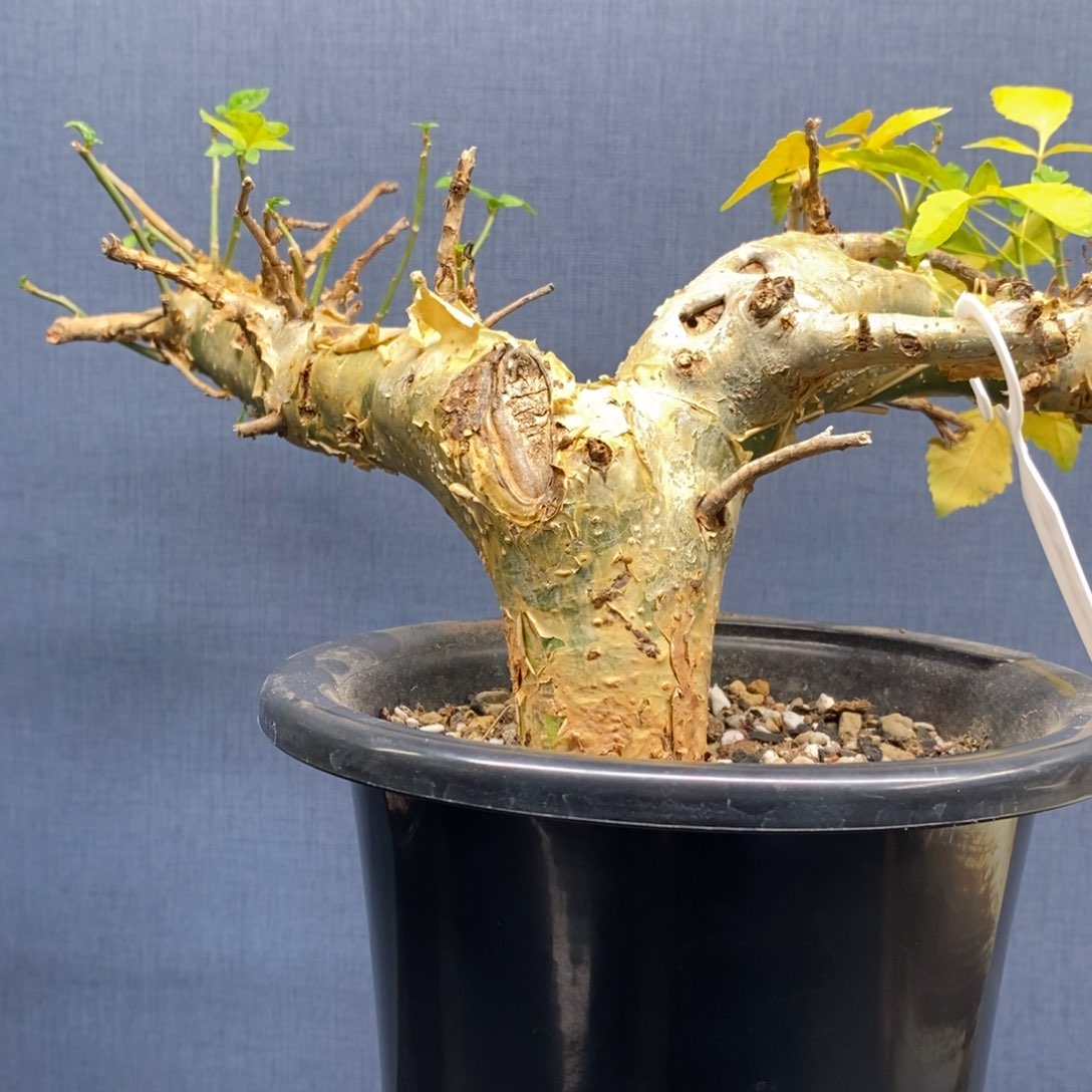 银皮没药产地熟桩