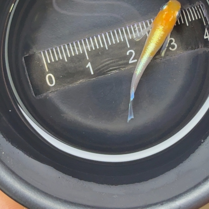 青鳉鱼红白赤壁17号