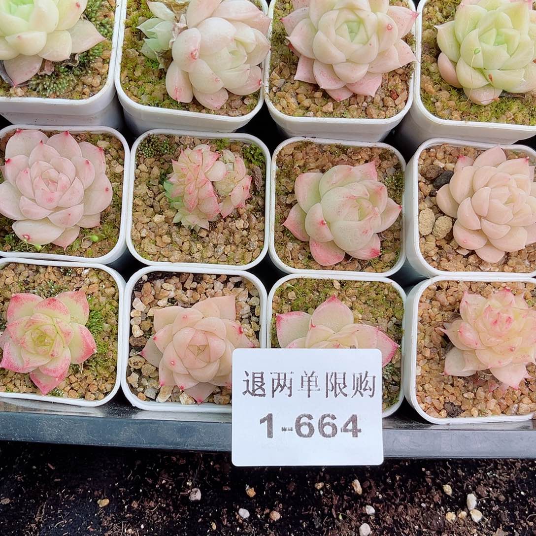 1-664 新疆西藏内蒙不发零度以下拍保温箱不拍不包损