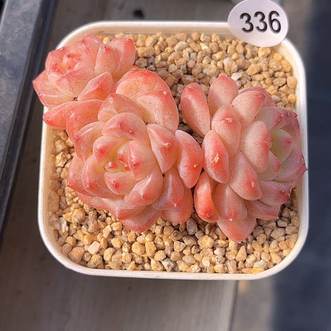 336 新品珍妮 满18包邮