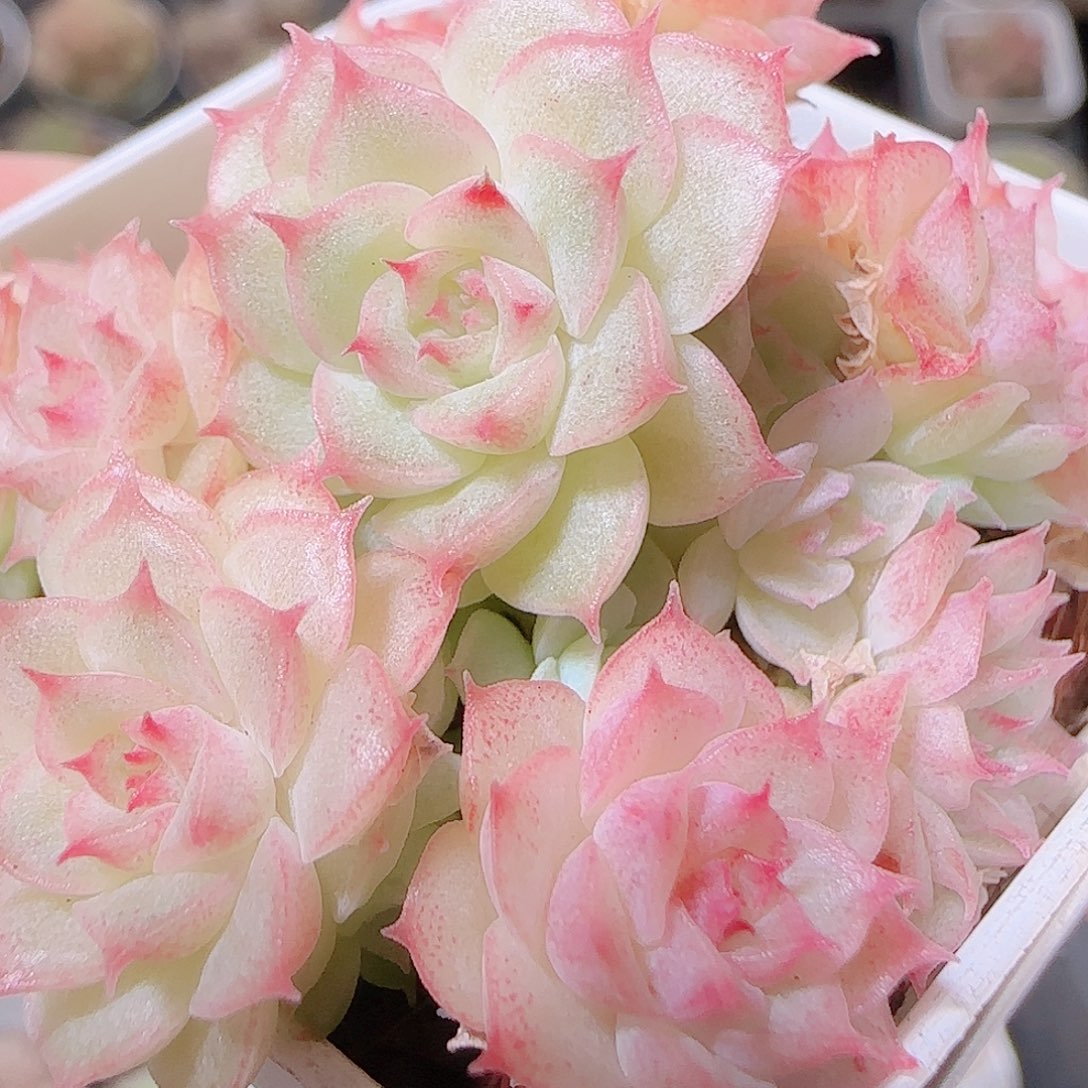 花语逸镜1124-61散