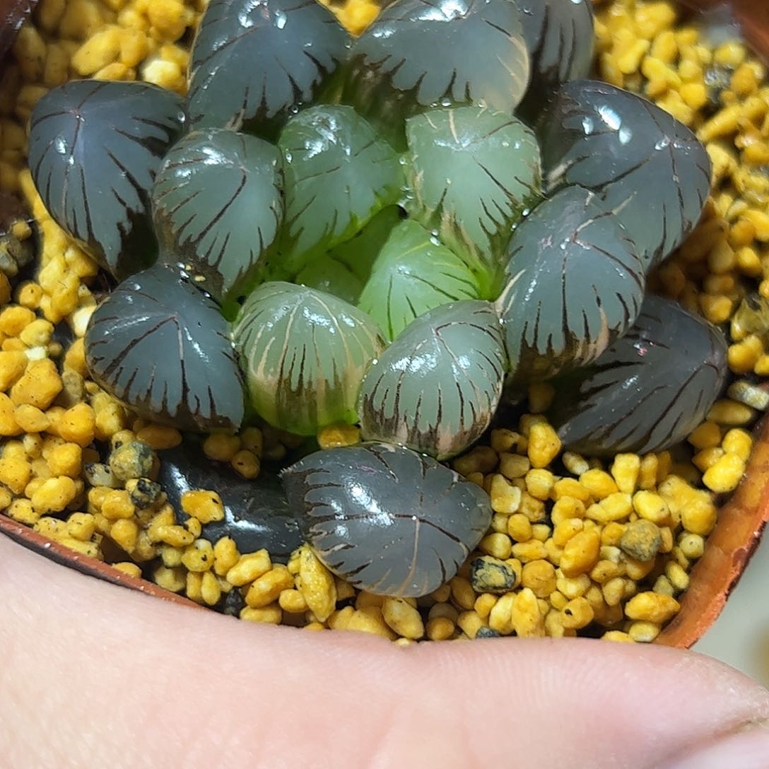 地泉锦十二卷多肉植物满