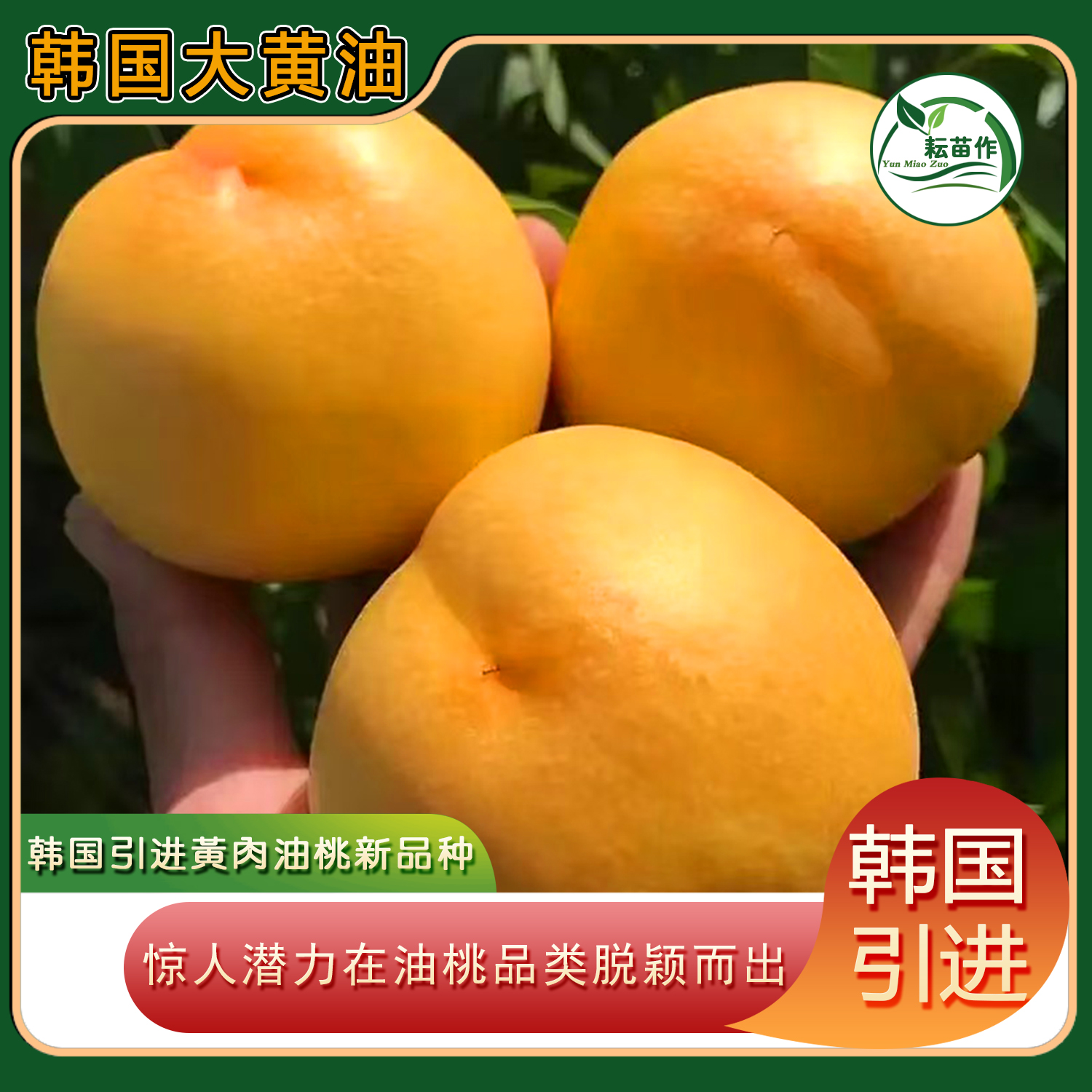 韩国大黄油桃苗/早熟大果高产抗病综合性能优越/一手种源首年推广