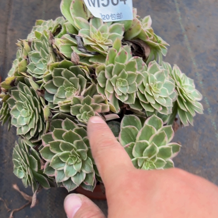 瑞妈多肉植物，564万花筒