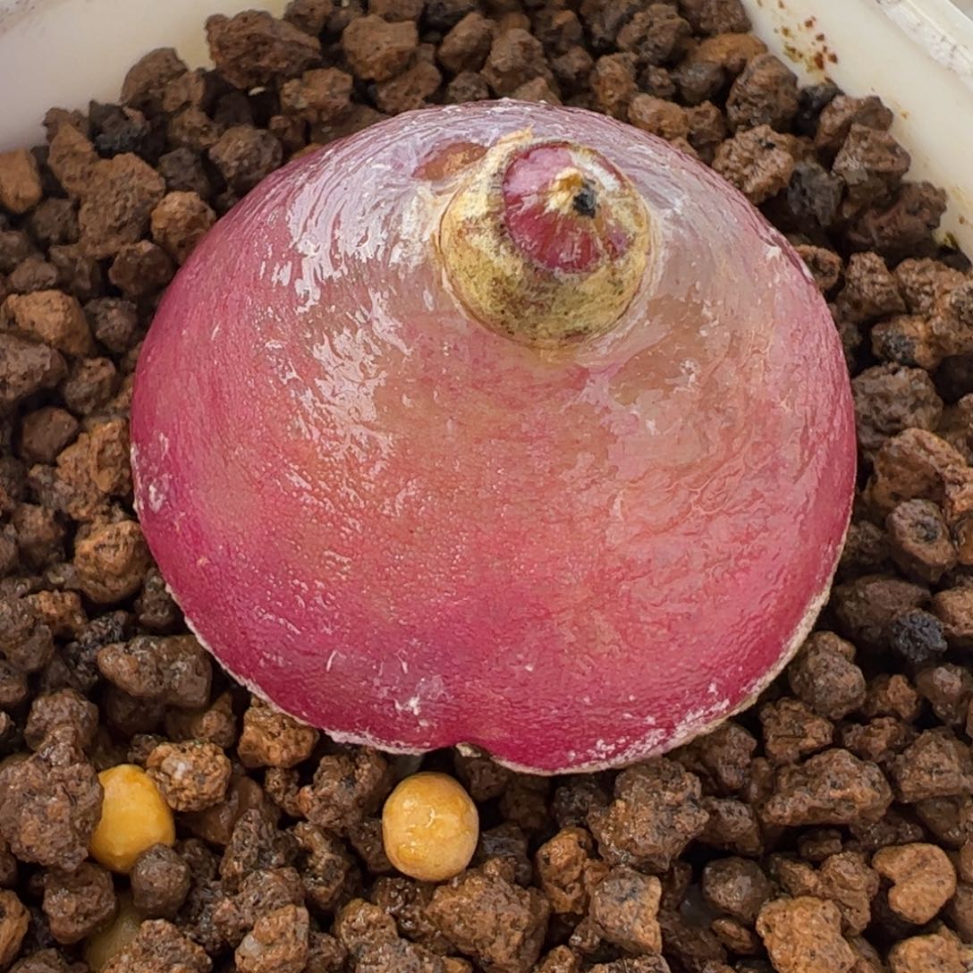 463多肉植物百科