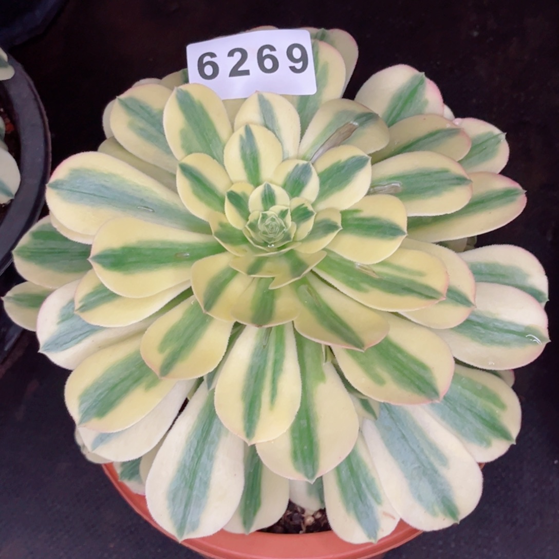 迈巴赫多肉发货发货