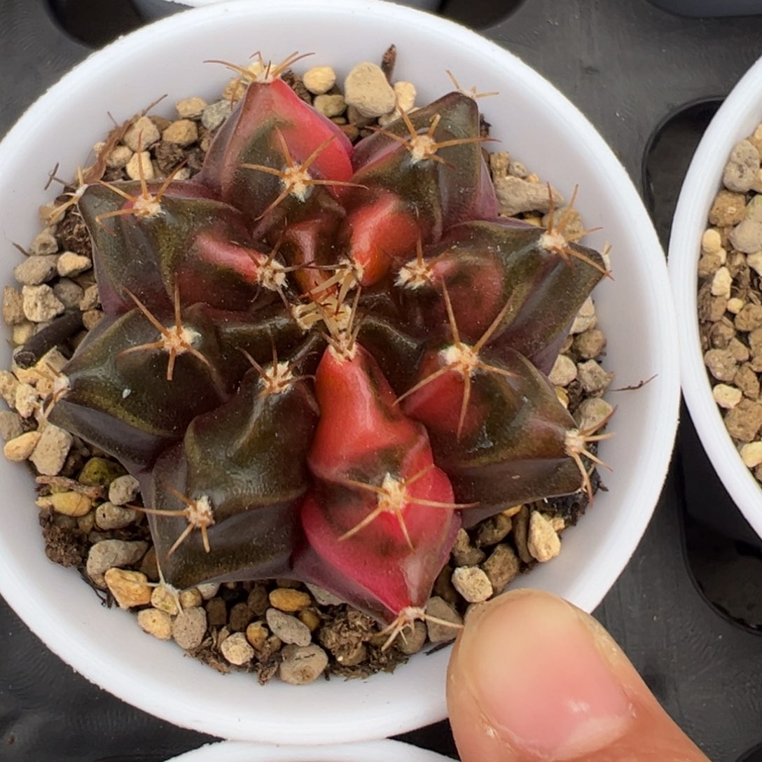 352 好看的米哈冲冲冲