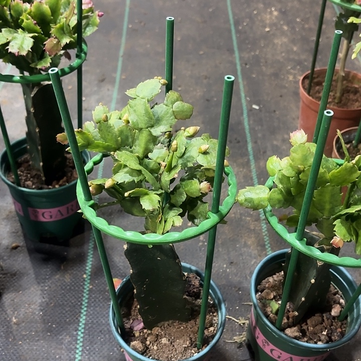 ，***姐当前无花栽培后可以开花