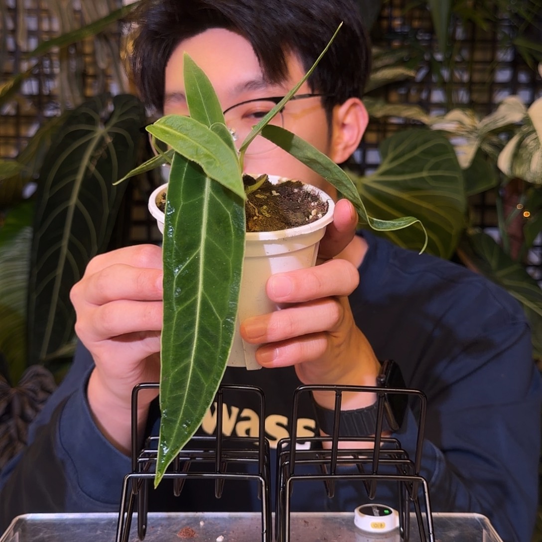 完全开放H65 火鹤后