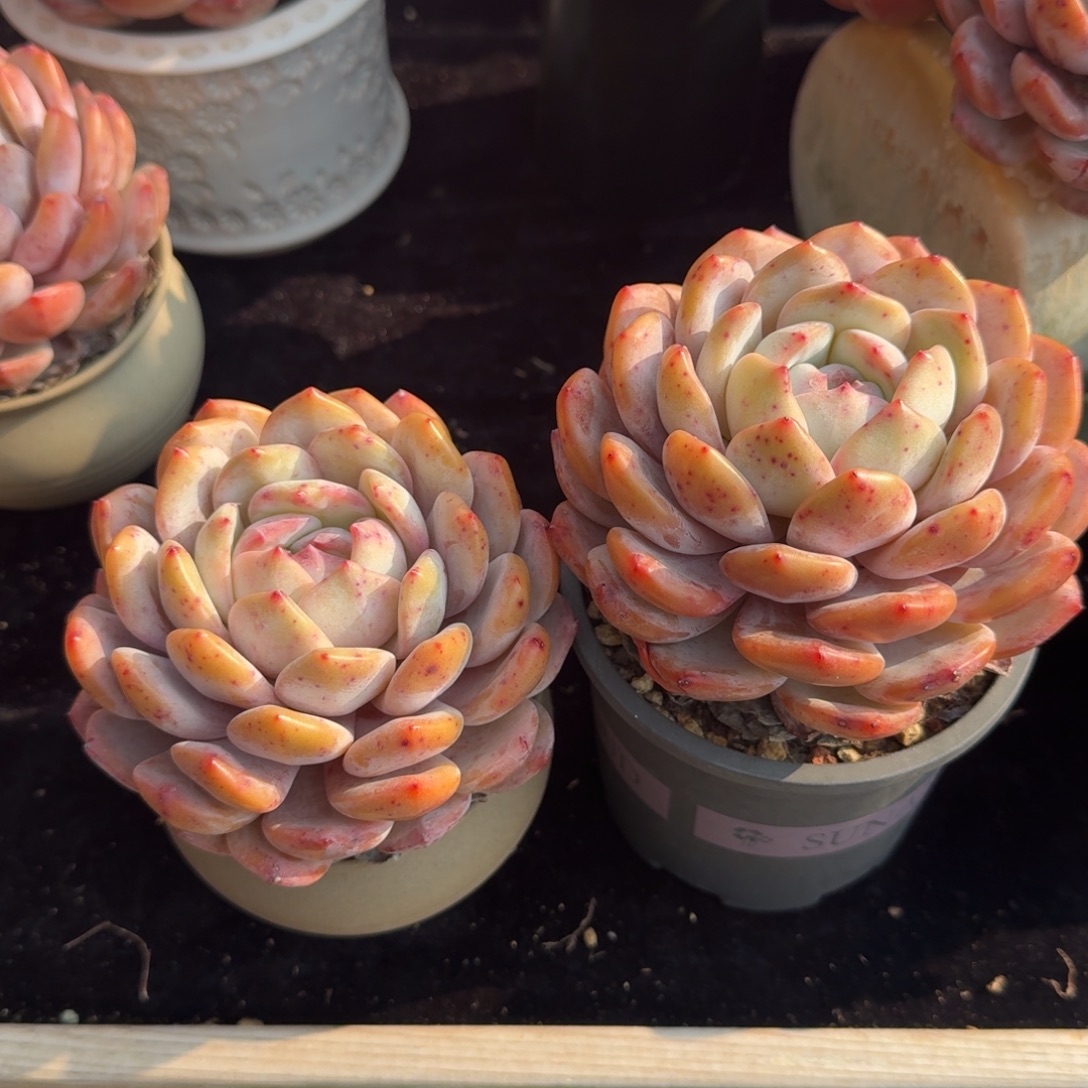 蒙***麻一组两颗，专拍链接。