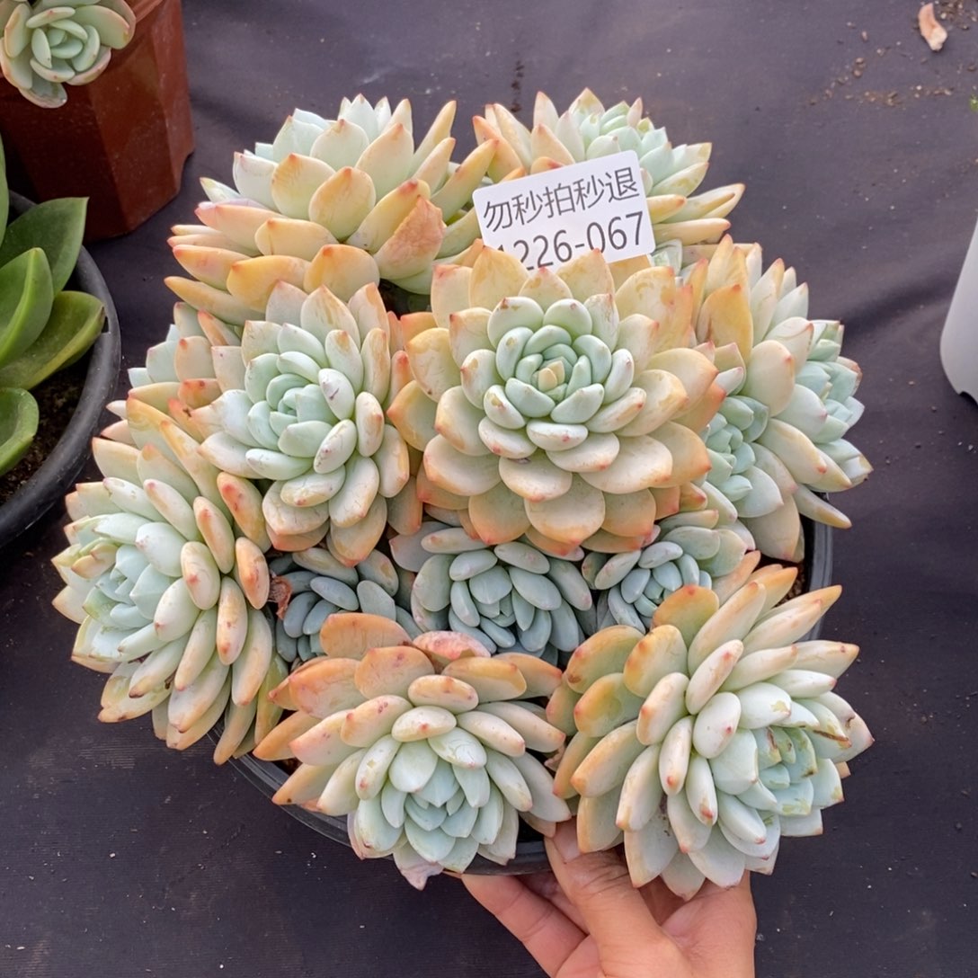 两单包邮1226-67冷香