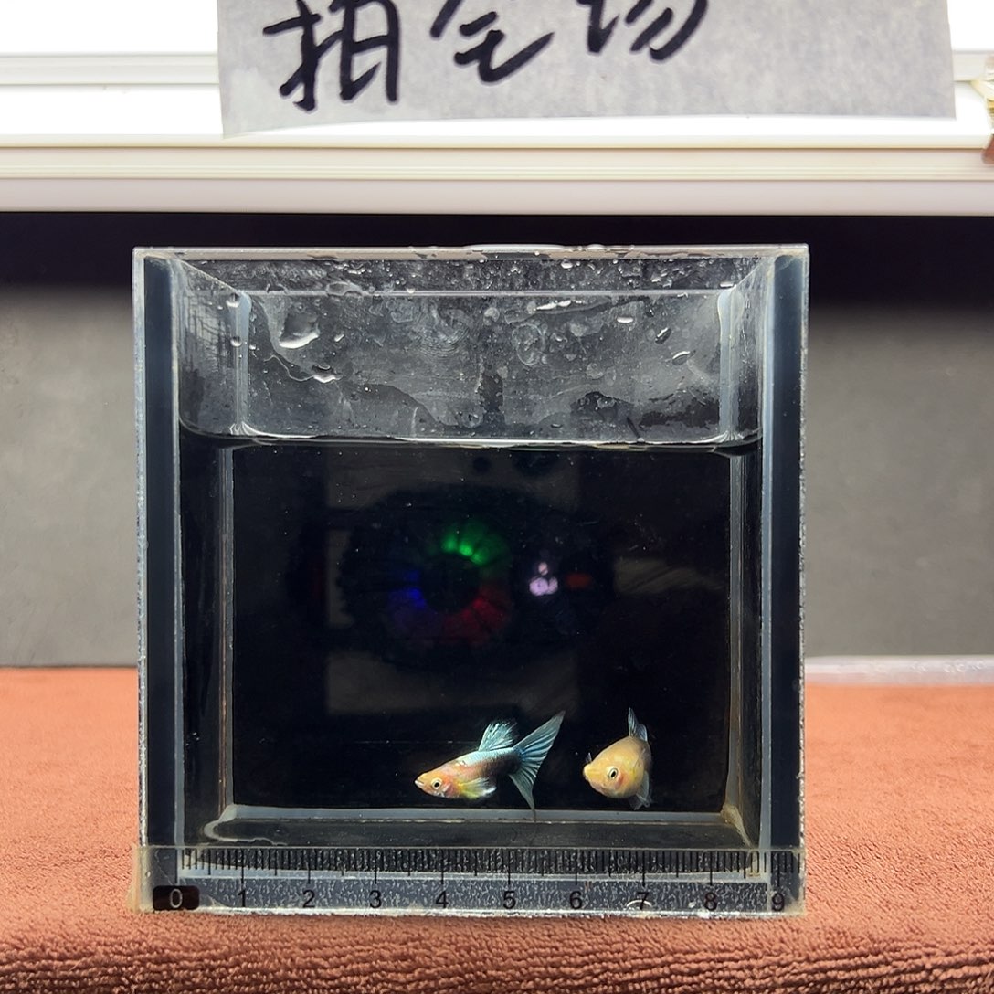孔雀鱼黄化蓝礼服鸥翼一对