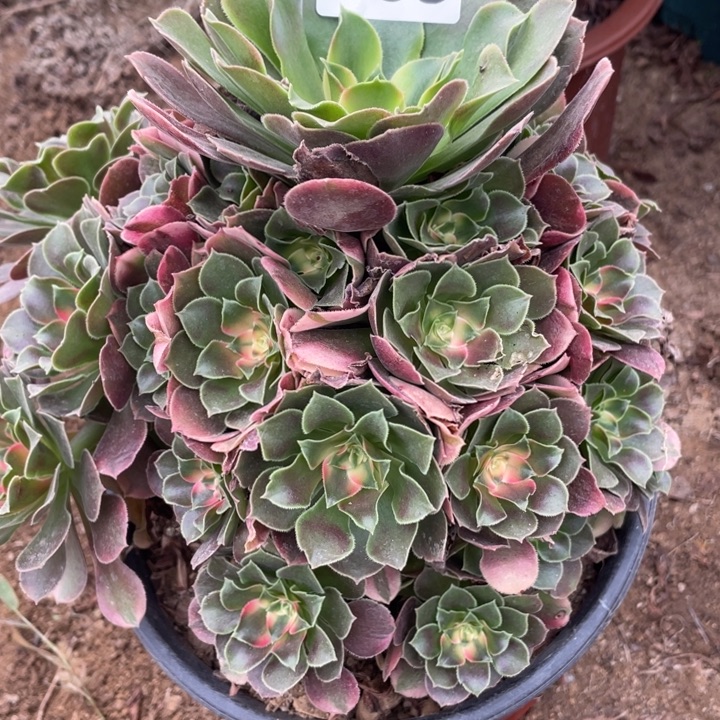 无花朵535多肉植物香妃