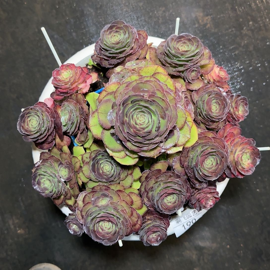 ❀*?190多肉 海王七彩福利