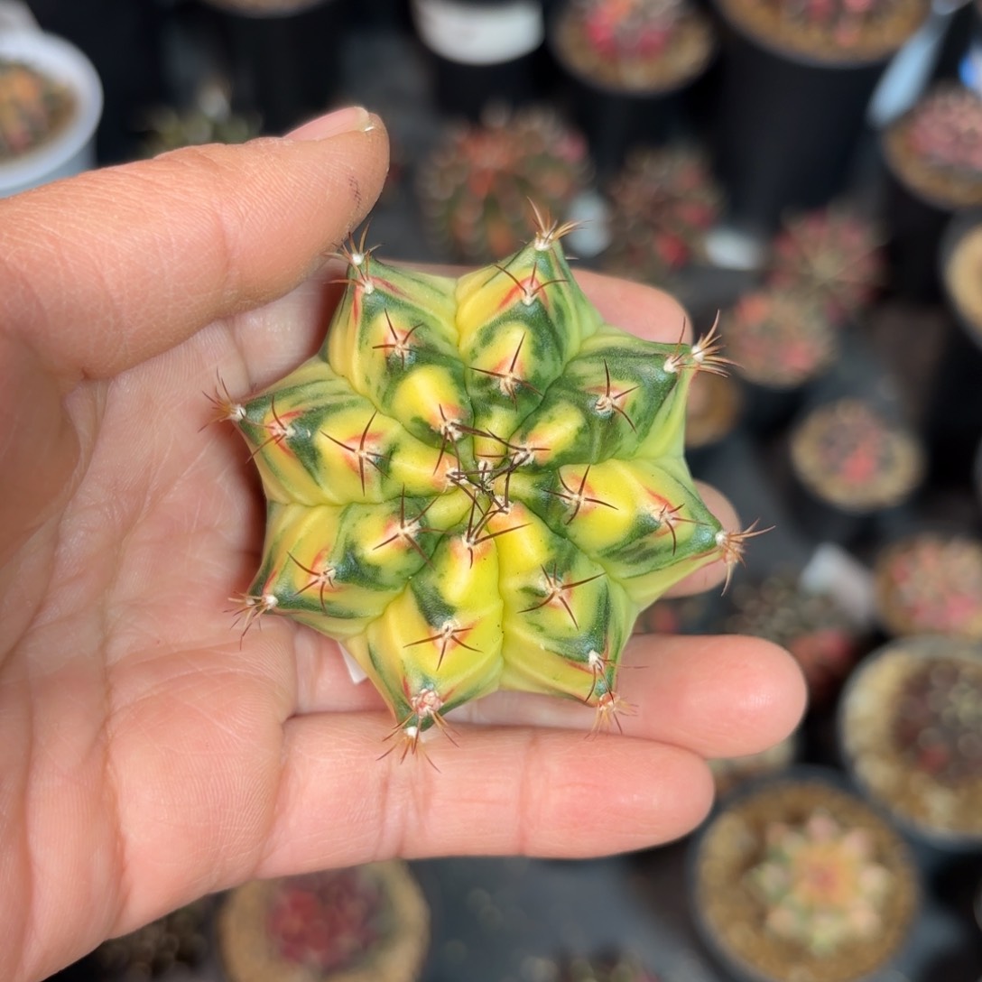 泰系实生米哈仙人球36