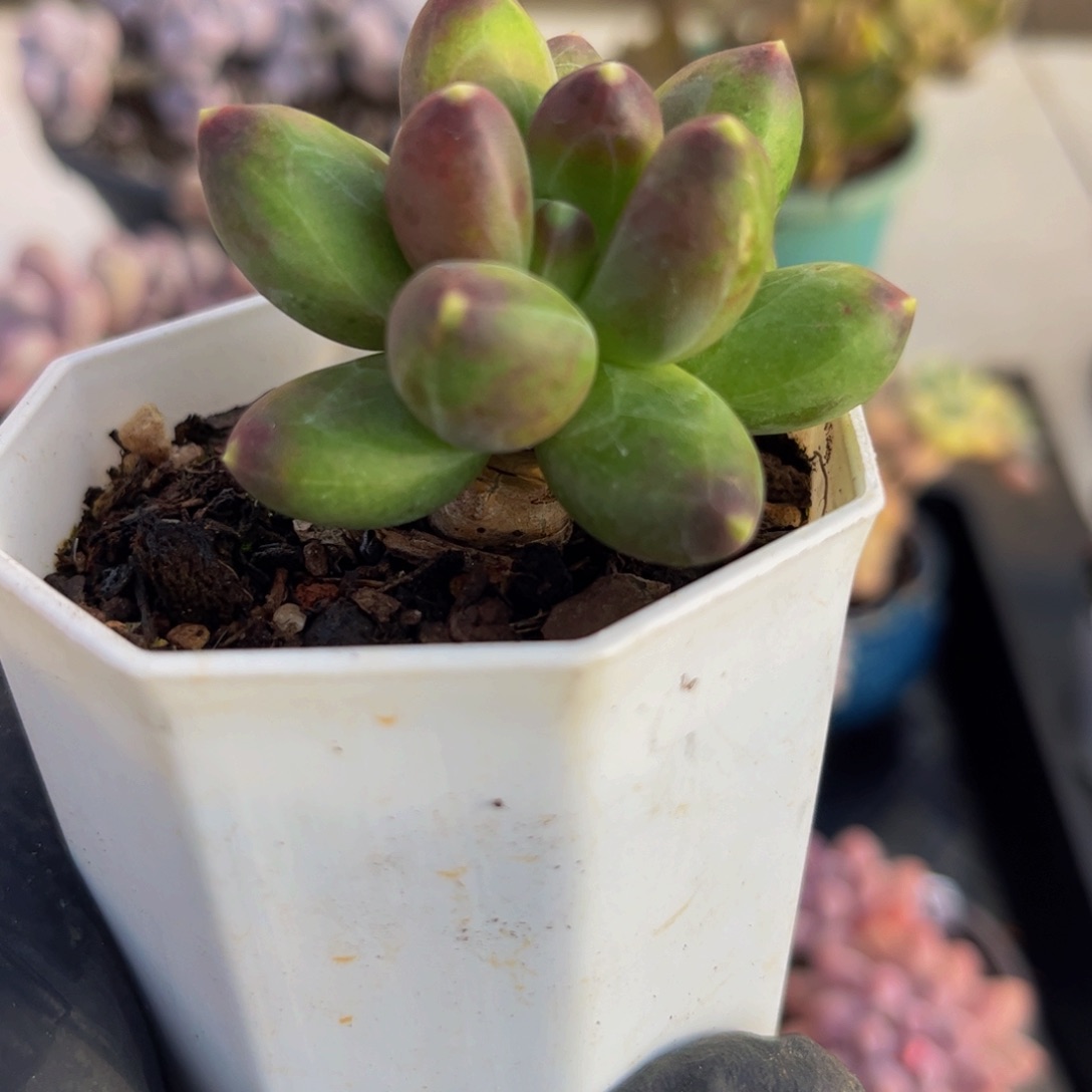 186香蕉树5厘米多肉