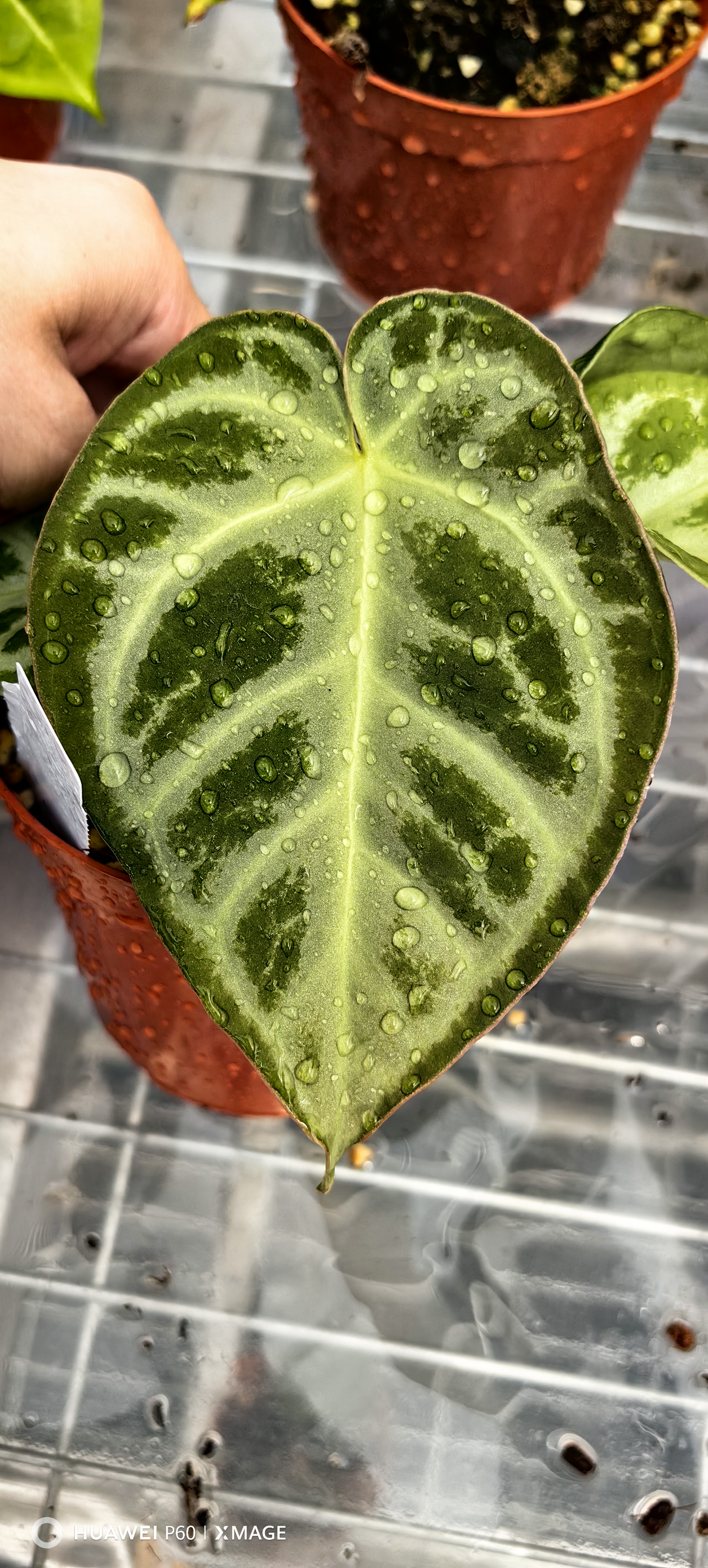 TWOFACE/热植/天南星科/花烛/清仓出