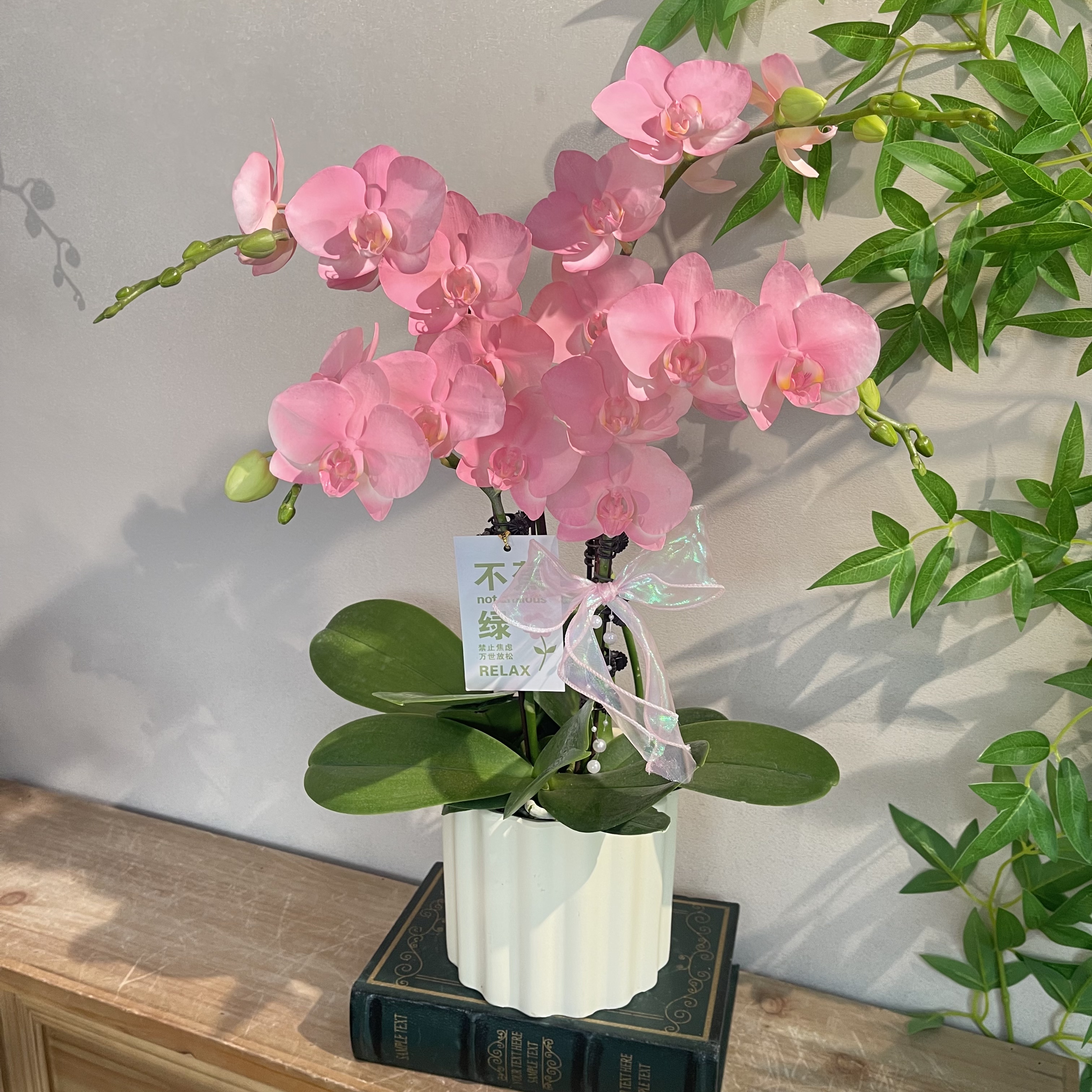 蝴蝶兰《水蜜桃》梦幻色系 稀缺喷色工艺苗好好养活  基地直发