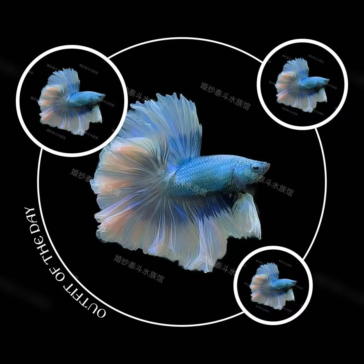 B3（49-72）泰国精品斗鱼热带小型观赏鱼水族宠物鱼-直播间选鱼