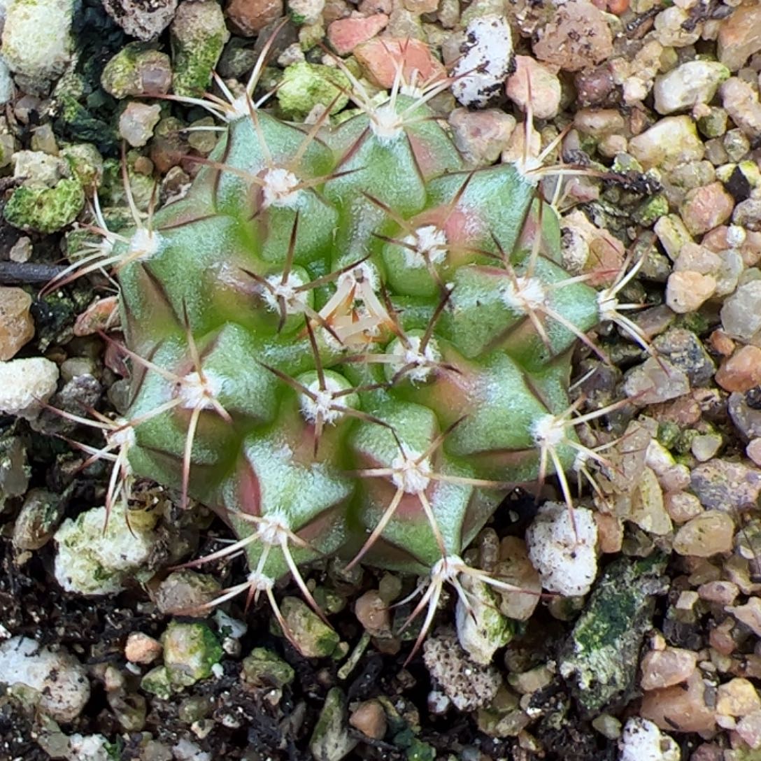 当前无花朵，栽培后可花朵