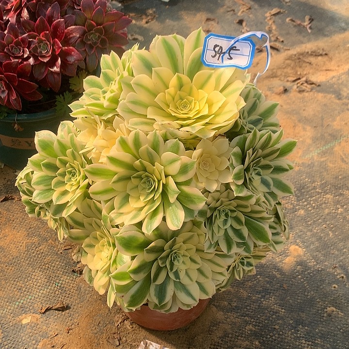 麦巴多肉植物545