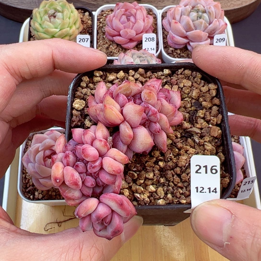 好好看216、哈哈哈哈