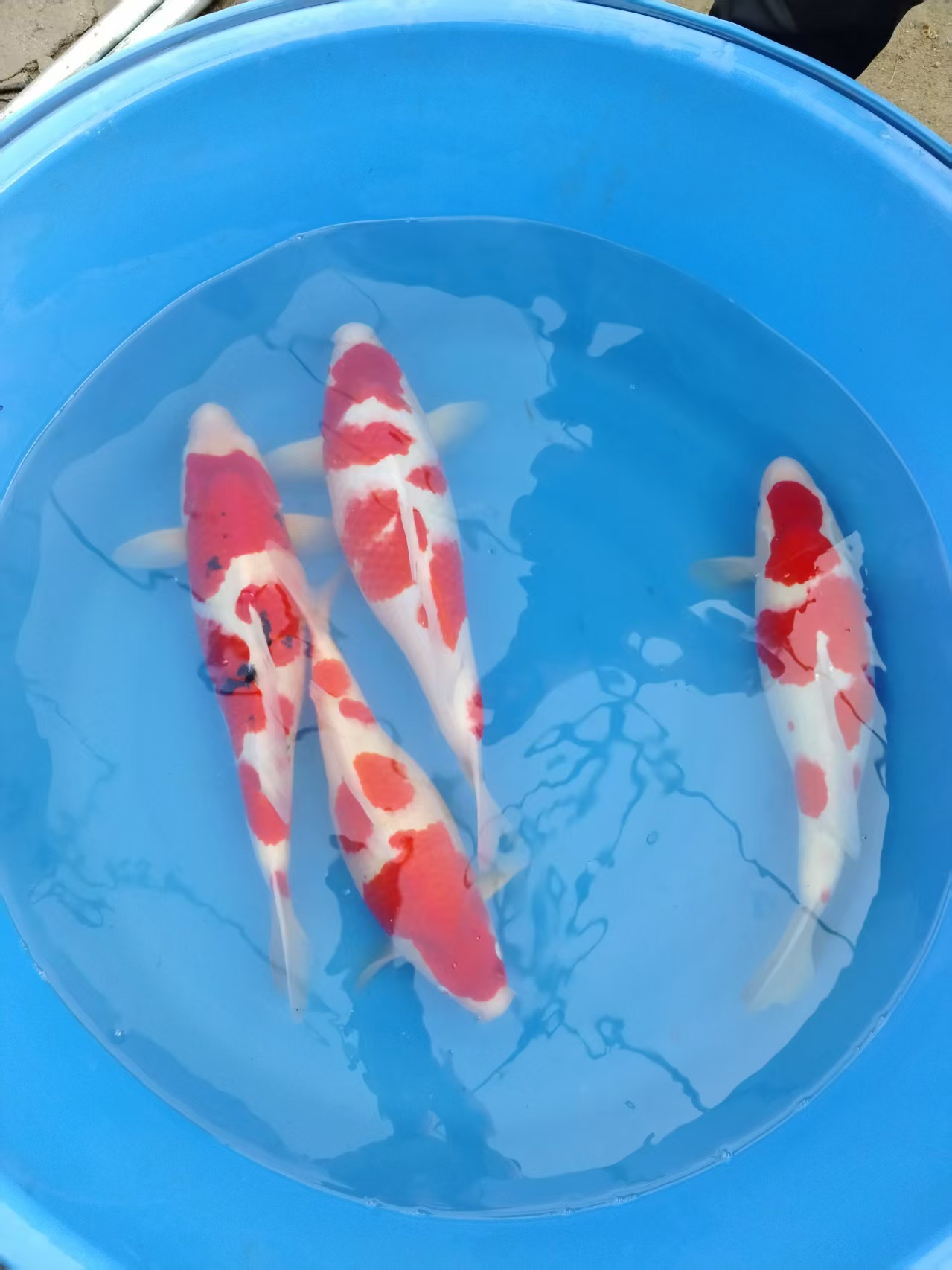 红白三色锦鲤观赏鱼冷水鱼好养耐活招财鱼