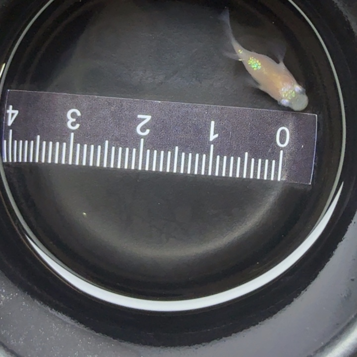 青鳉鱼王华球球30号