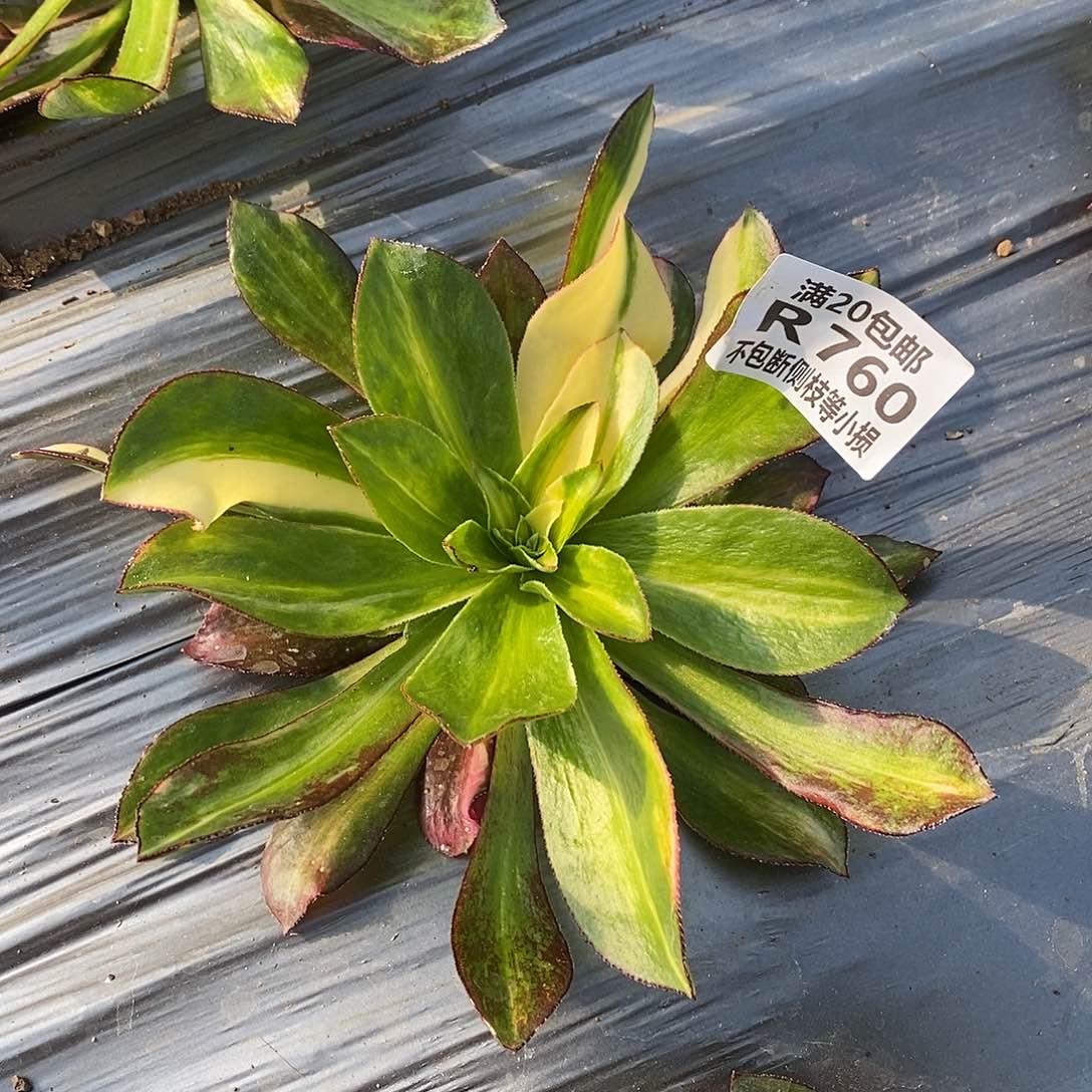 760魅影七彩多肉法师锦多肉