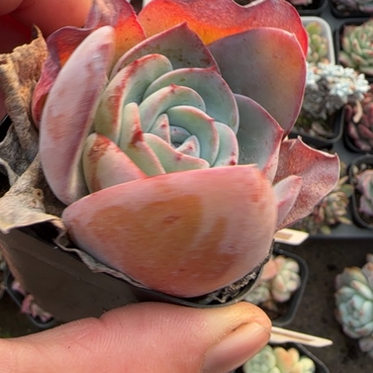 142布鲁蓝多肉植物多