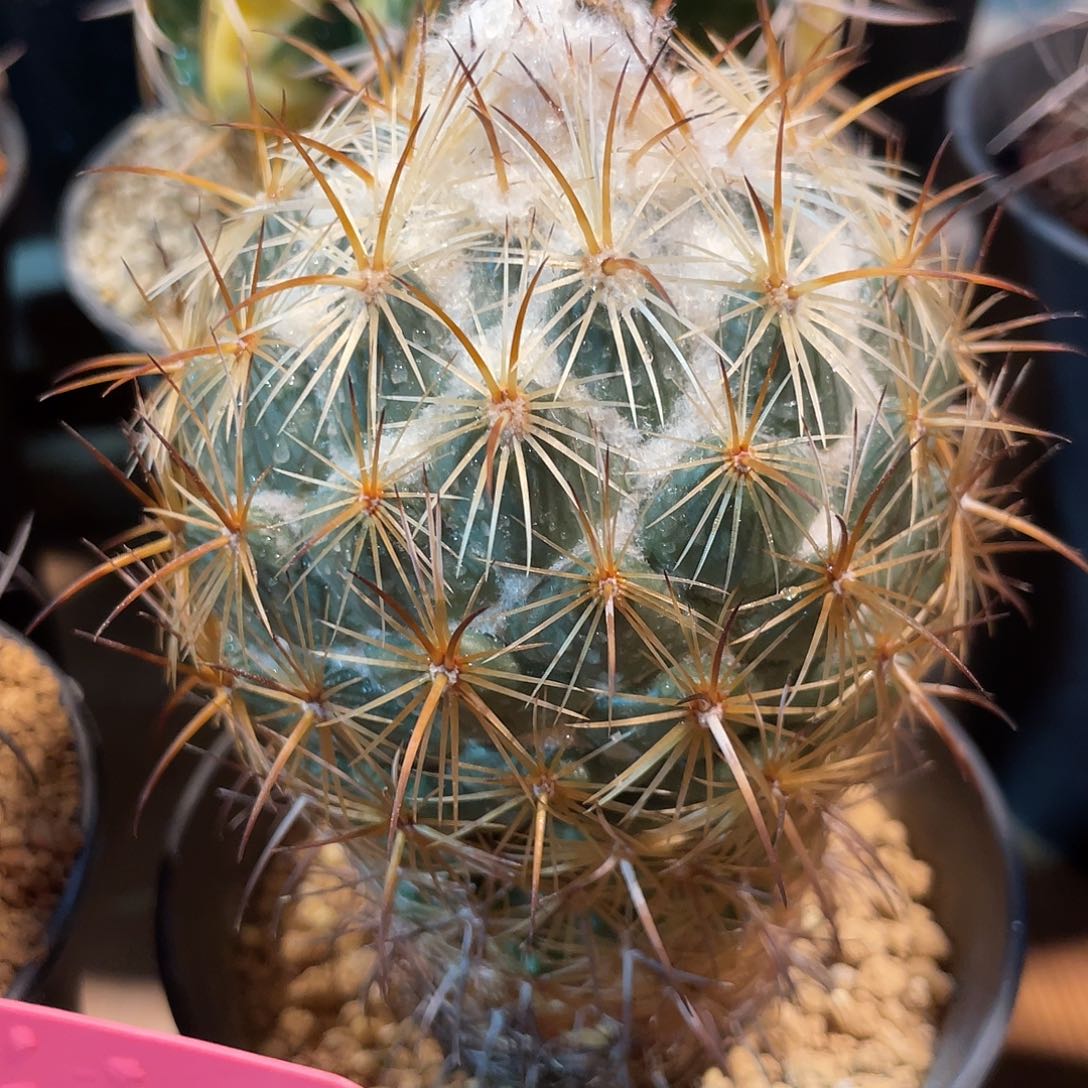 仙人球顶花球金环蚀