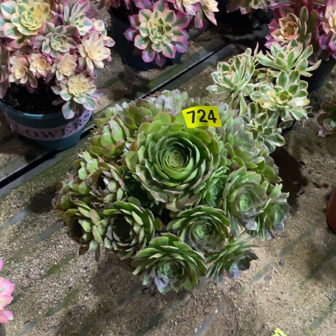 万圣节多肉法师724