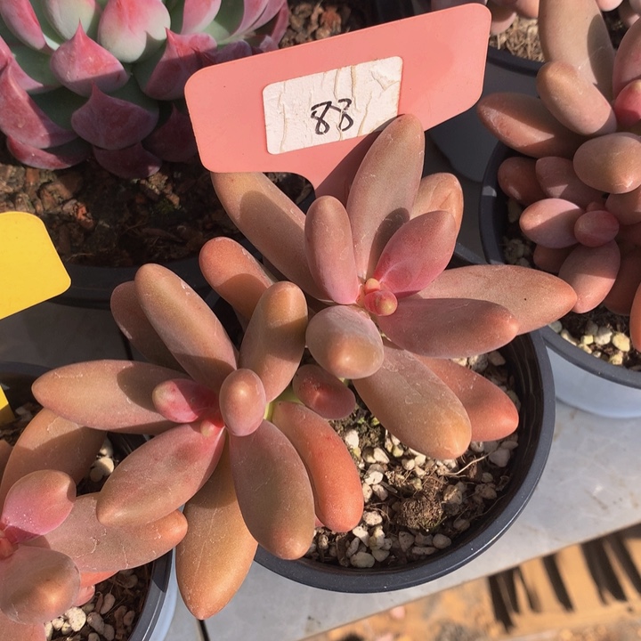 多日子合集72737737373