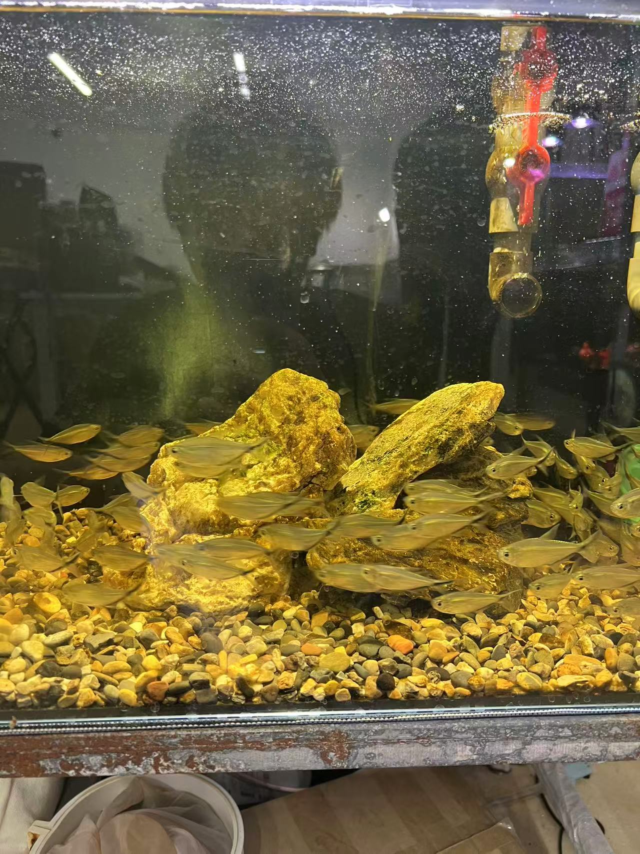 黑尾大勾（福利款不保损）